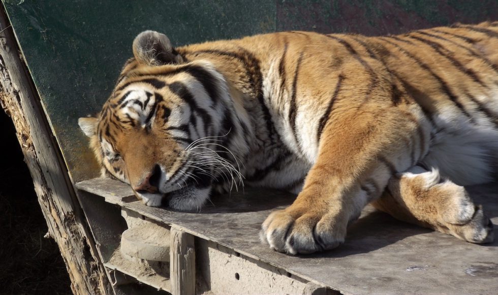 Oáza sibírskeho tigra