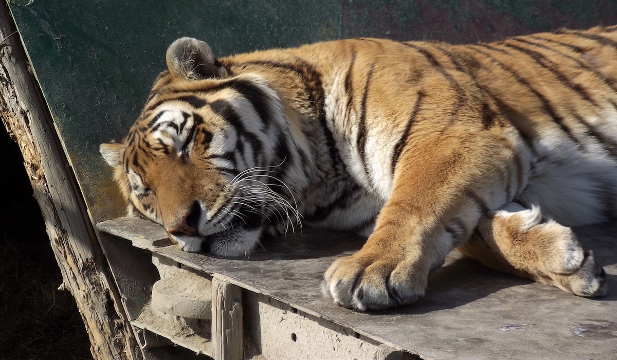 Oáza sibírskeho tigra