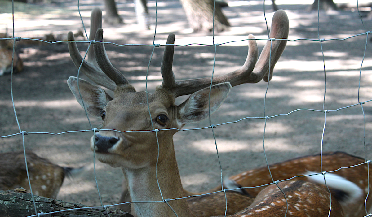 Stepná Zoo Pamhagen