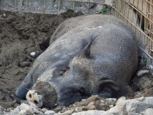 Biofarma Príroda v Stupave
