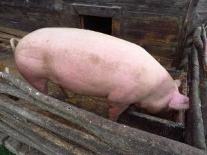 Biofarma Príroda v Stupave