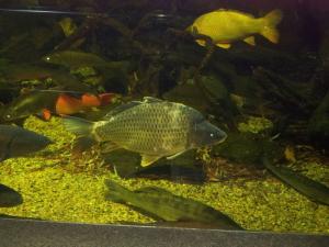 Tropicarium Ocenarium Budapešť