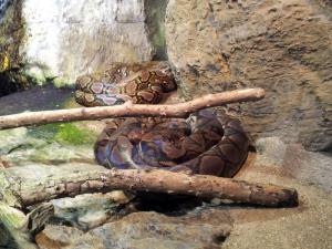 Tropicarium Ocenarium Budapešť