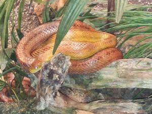 Tropicarium Ocenarium Budapešť