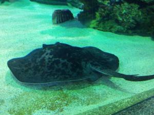 Tropicarium Ocenarium Budapešť